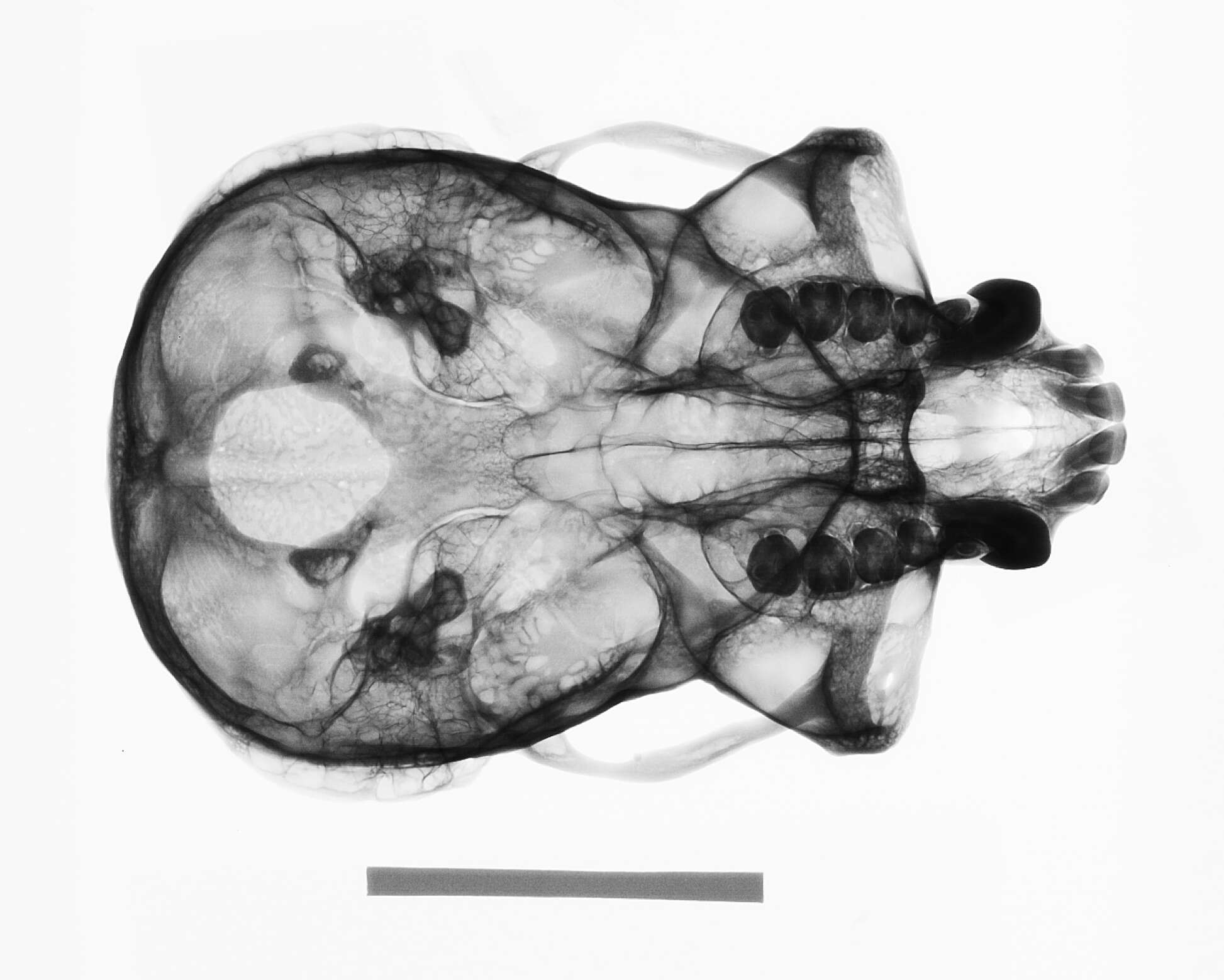 Image de Hylobates lar entelloides I. Geoffroy Saint-Hilaire 1842