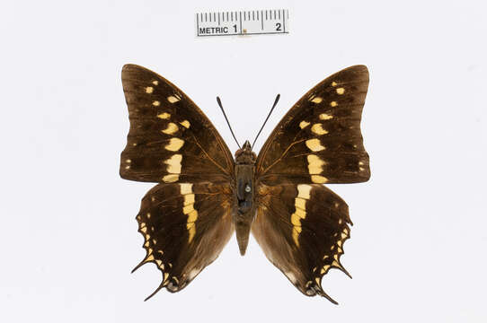 Image of Charaxes solon Fabricius 1793