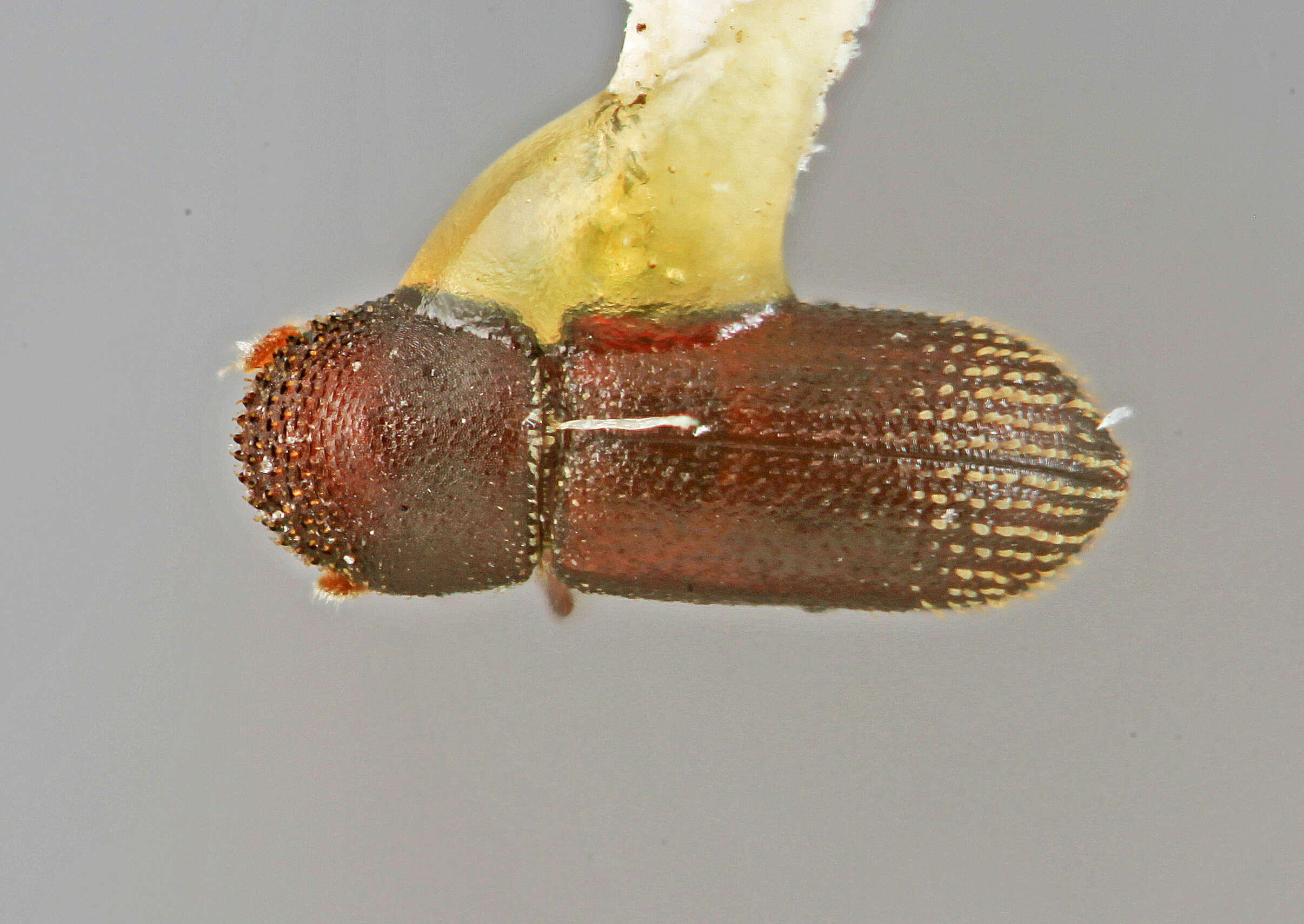 Image of Micracisella adnata Wood 1971