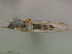 Image of Pygommatius