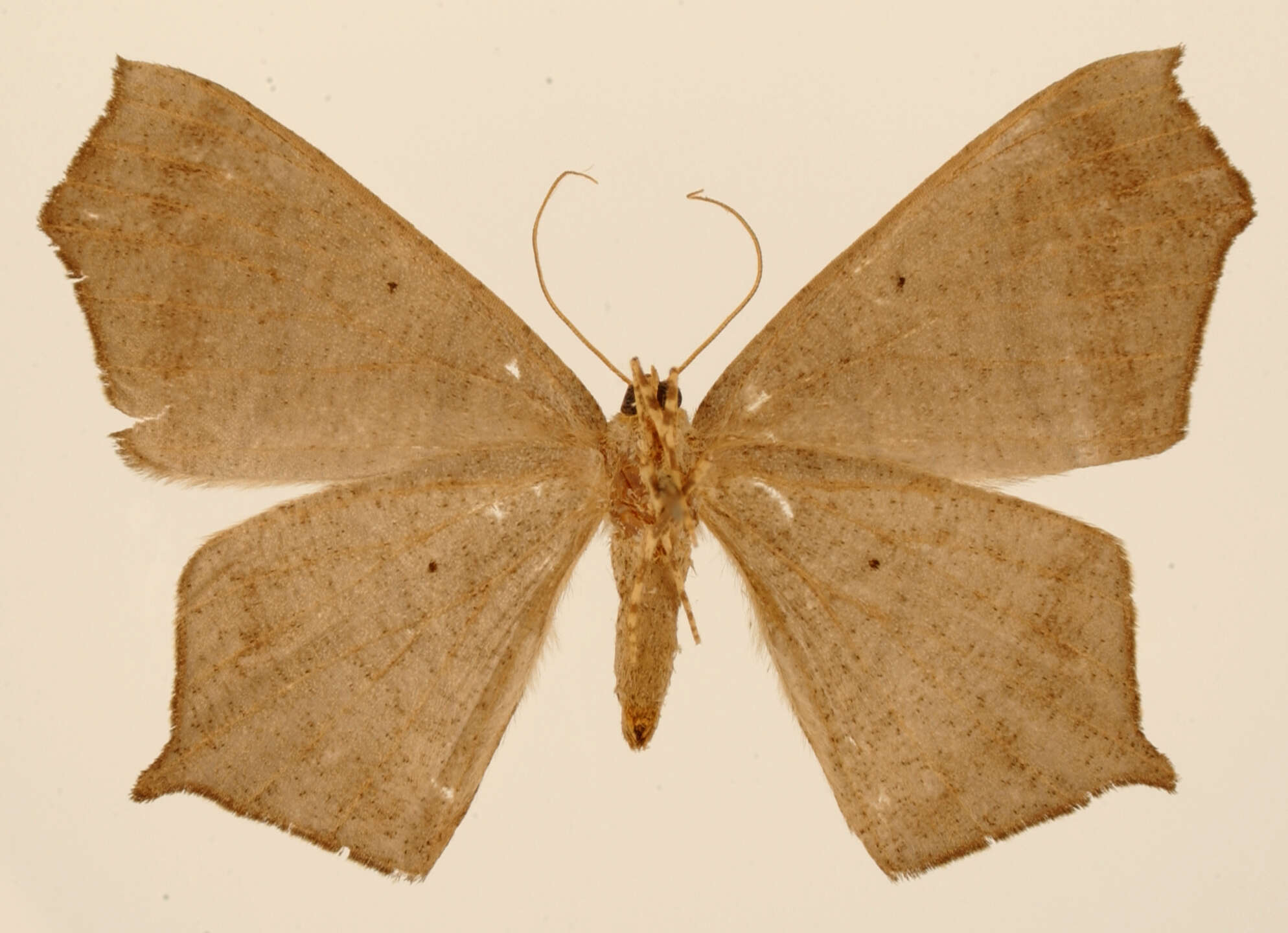 Image of Eutomopepla vorda Schaus 1901