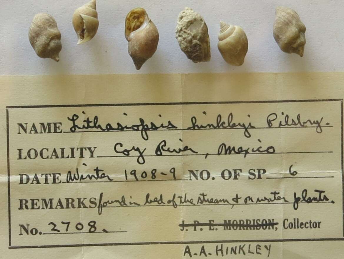Image of Lithasiopsis hinkleyi Pilsbry 1910