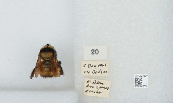 Image of Bombus hortulanus Friese 1904