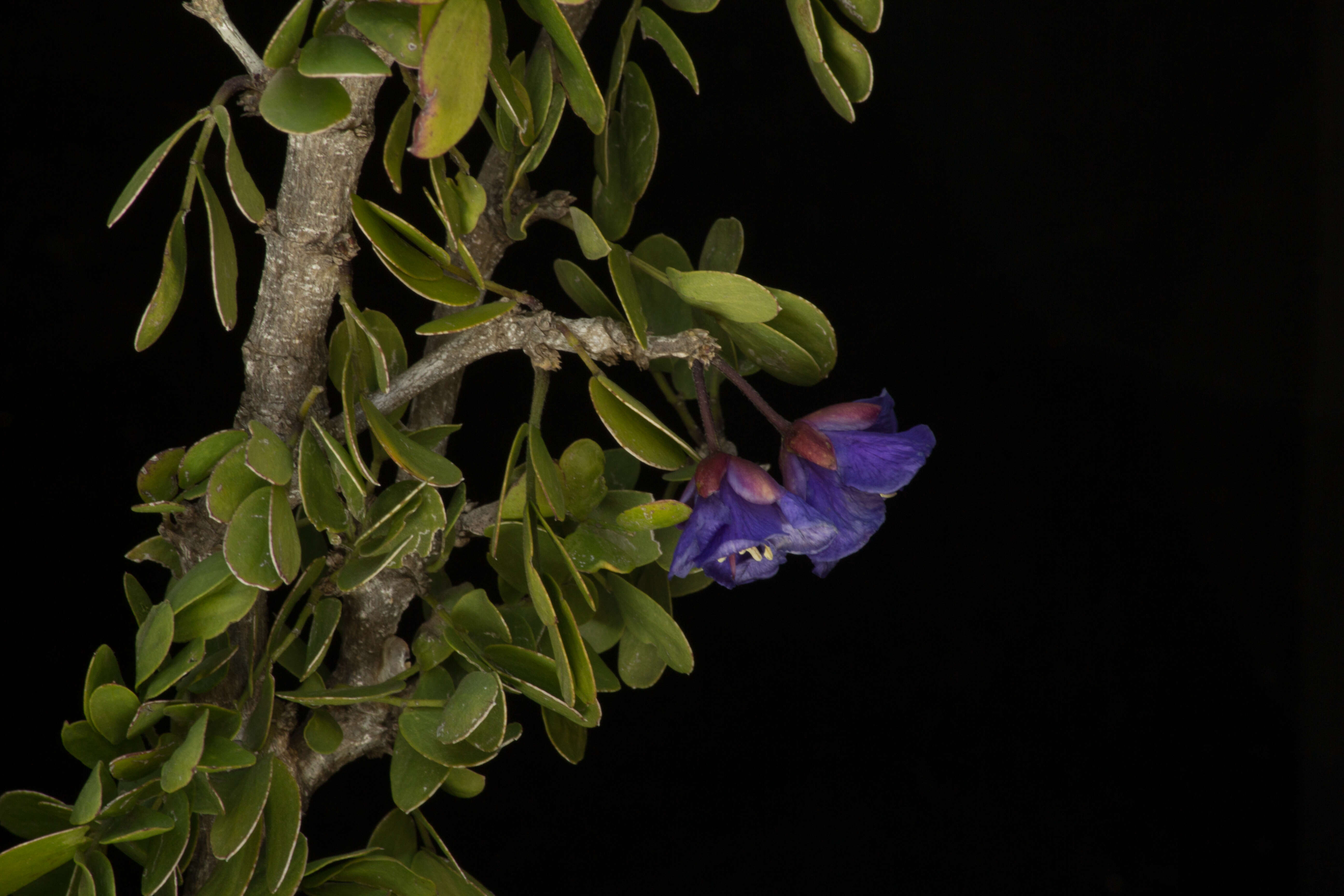 Image de Guaiacum coulteri A. Gray