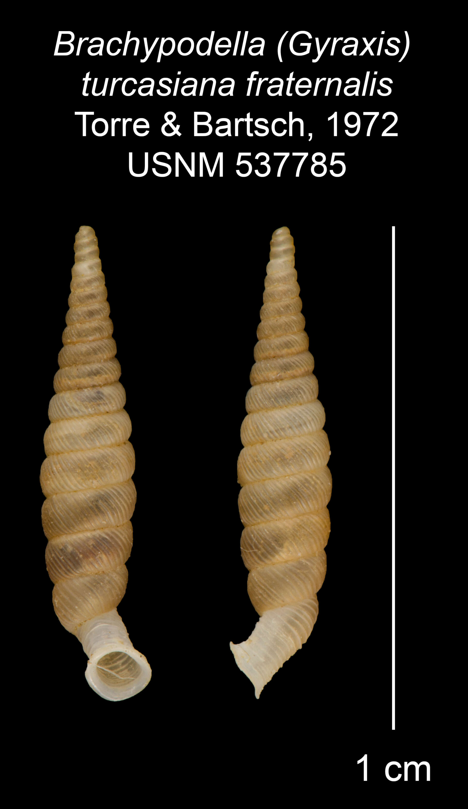 Imagem de <i>Brachypodella turcasiana fraternalis</i> Torre & Bartsch