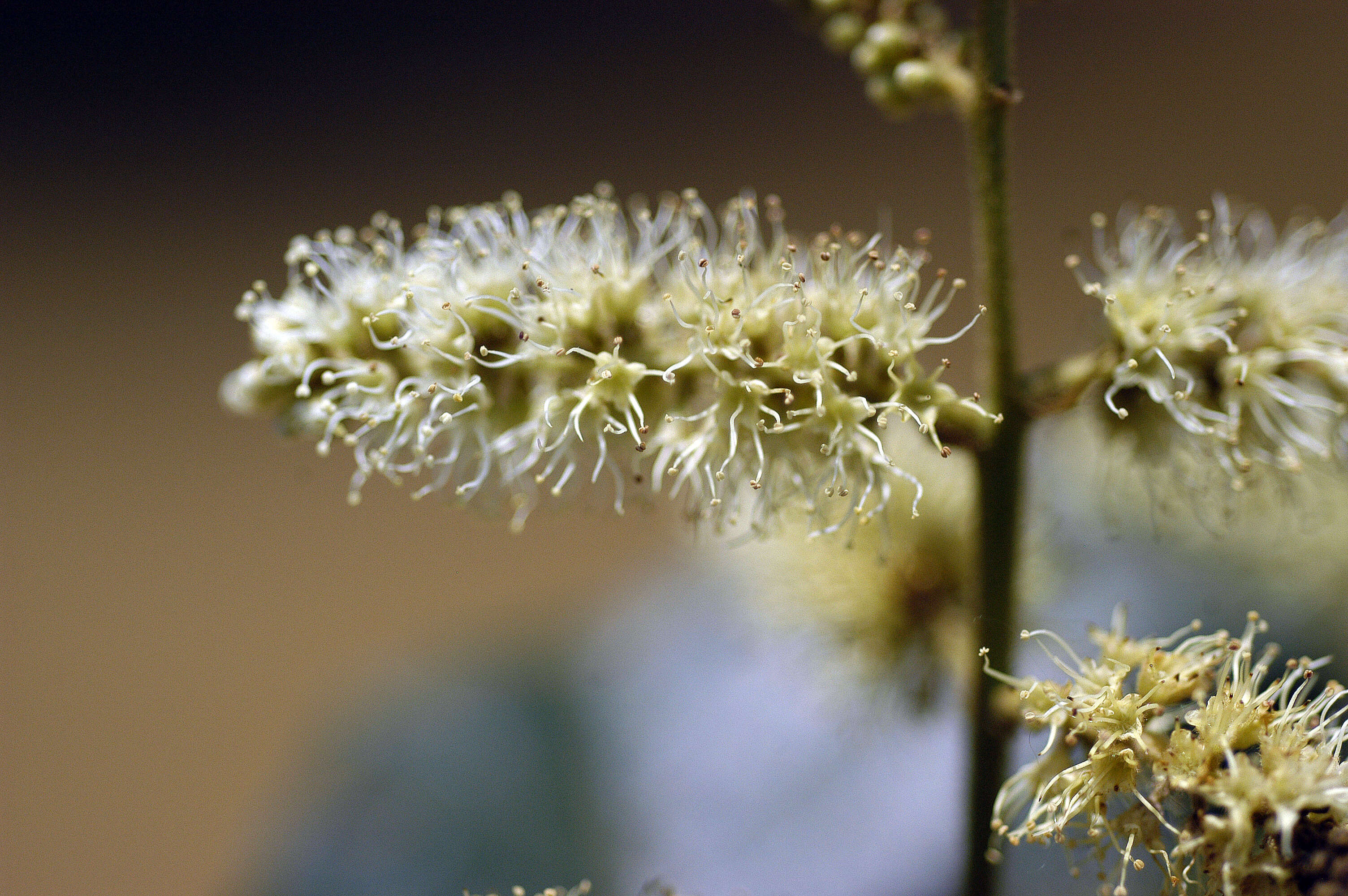 Image of Combretum Loefl.