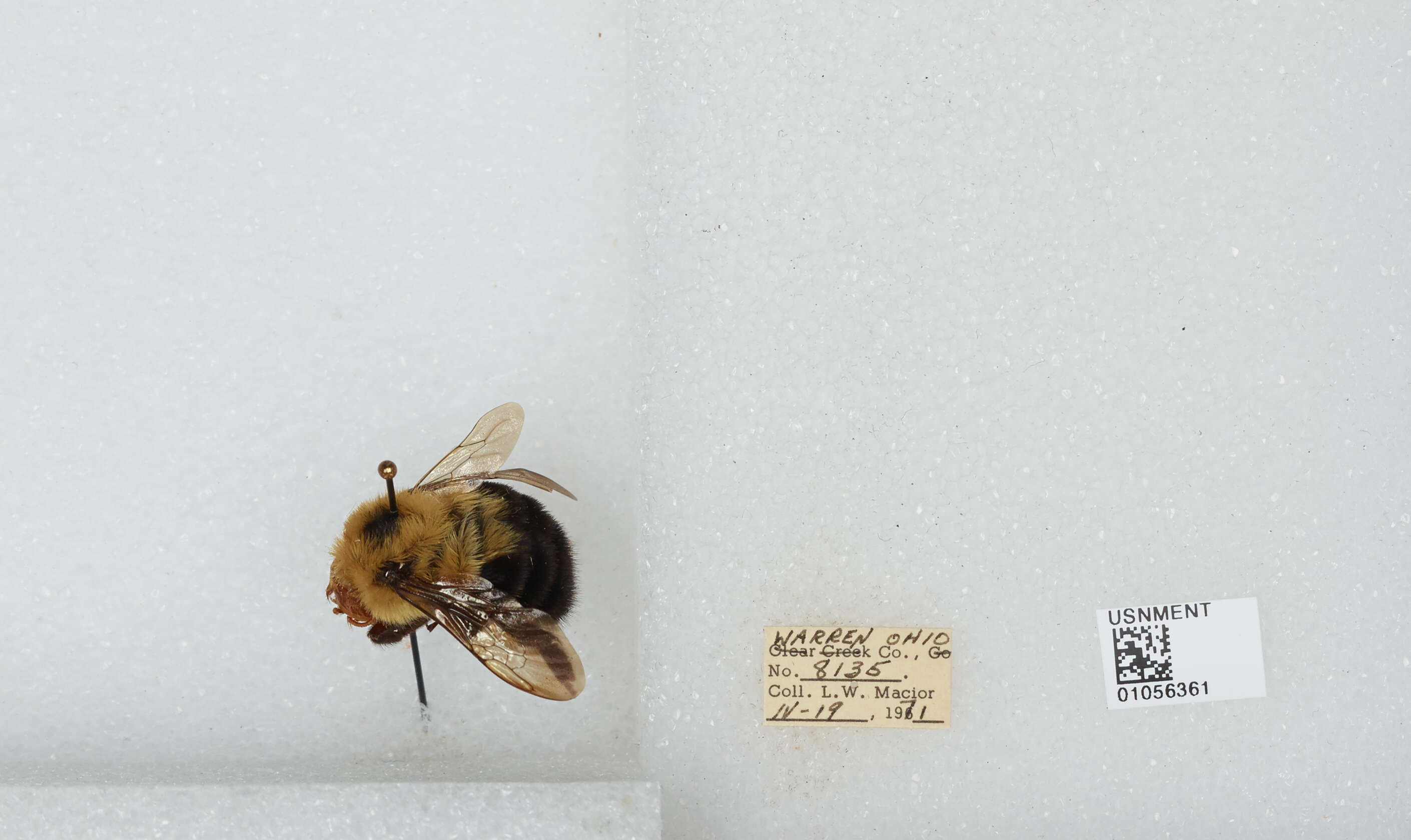 Image of Two-spotted Bumblebee