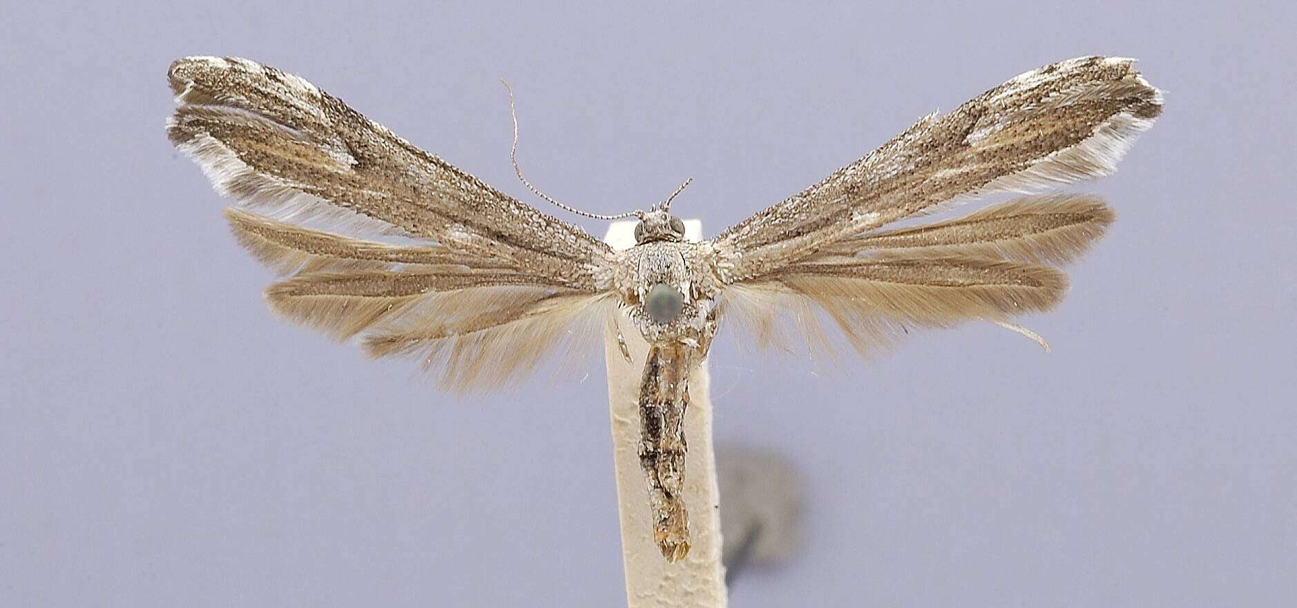 Image of Oedaematophorus grisescens Walsingham 1880