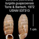 Image of <i>Centralia turgida guajacoensis</i> Torre & Bartsch