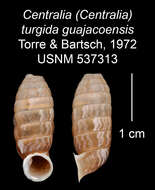 Image of <i>Centralia turgida guajacoensis</i> Torre & Bartsch