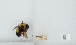 Слика од Bombus affinis Cresson 1864