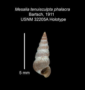 Image of Alabina tenuisculpta phalacra