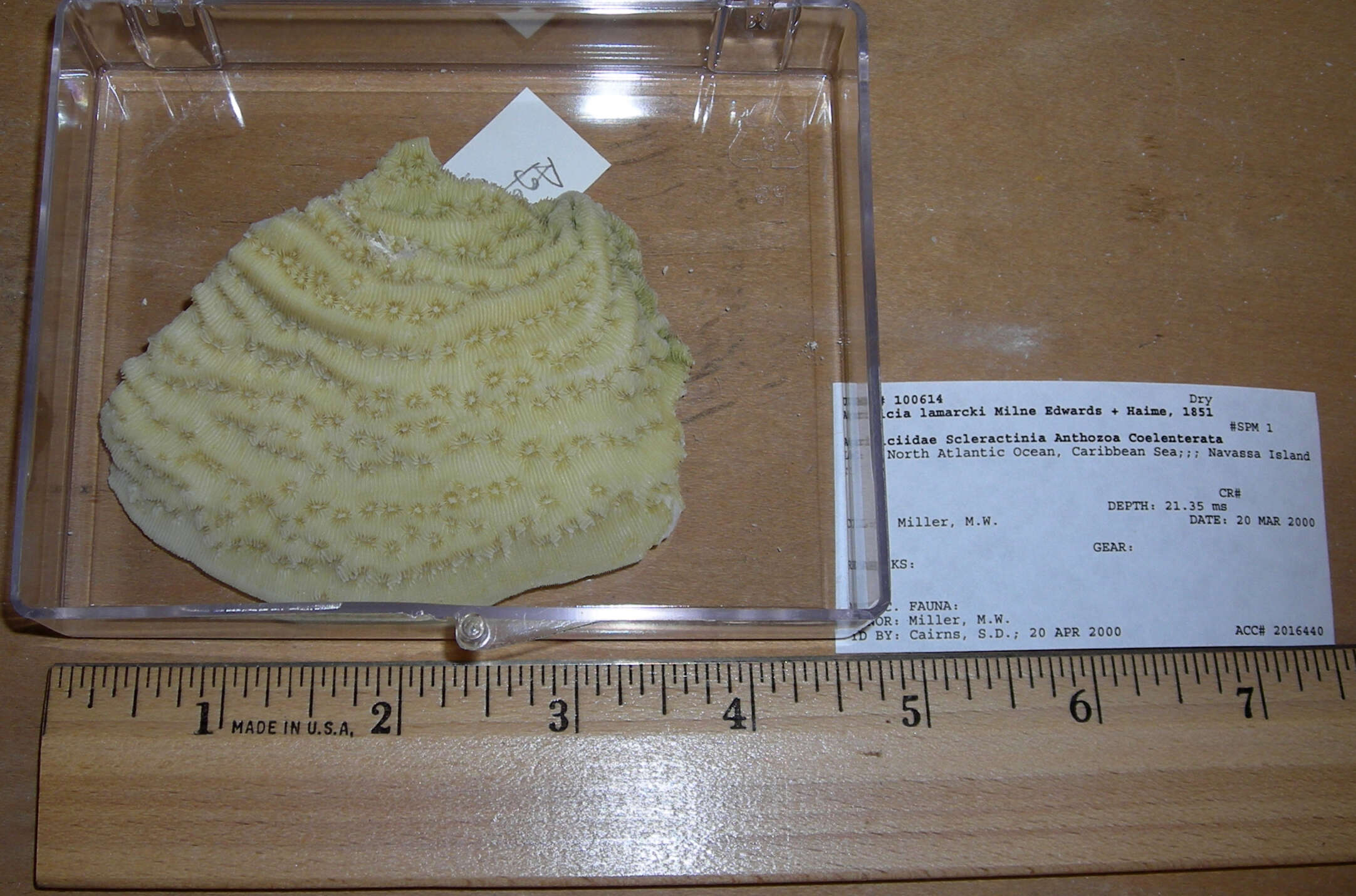 Image of Lamarck´s sheet coral