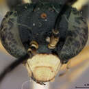 Imagem de <i>Macrophya lineatana</i> Rohwer