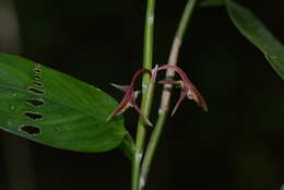 Image of Ischnosiphon gracilis subsp. gracilis