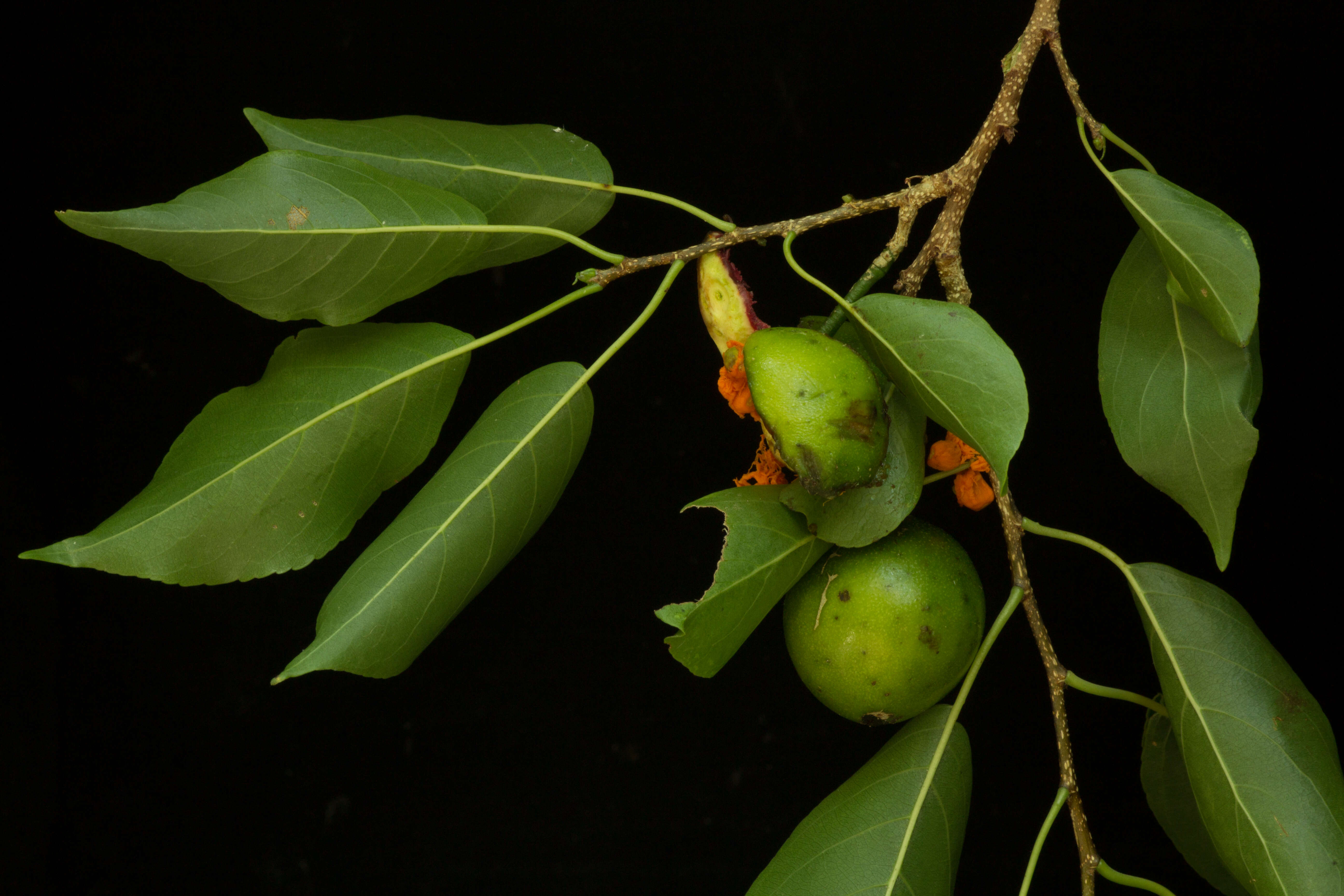 Image of Casearia tremula (Griseb.) Griseb. ex Wright