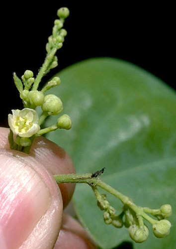 Image of queen coralbead