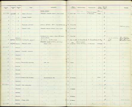 Image of Catharacta skua lonnbergi Mathews 1912