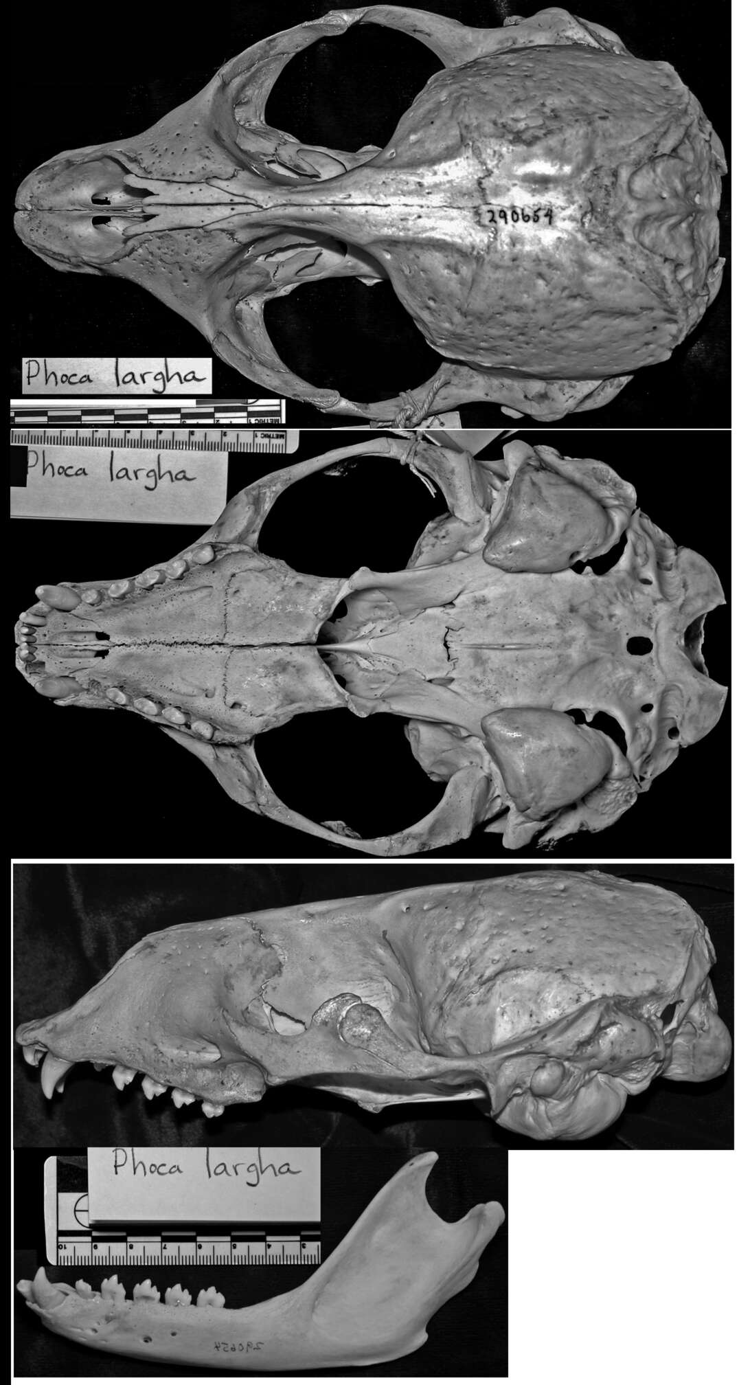 Image of Phoca vitulina stejnegeri J. A. Allen 1902