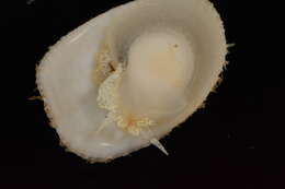 Image of Spiny cup and saucer shell