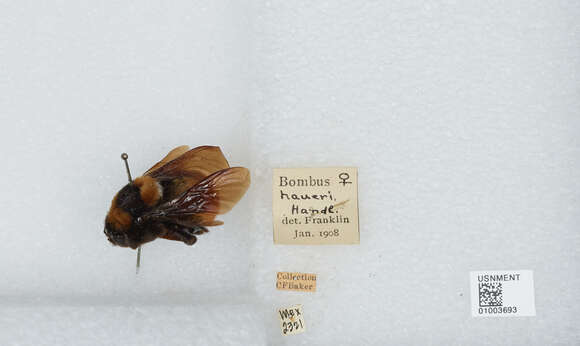 Image of Bombus haueri Handlirsch 1888