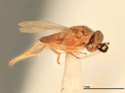 Image de Anagyrus pseudococci (Girault 1915)