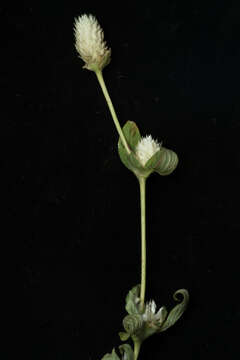 Image of Gomphrena filaginoides Mart. & Gal.