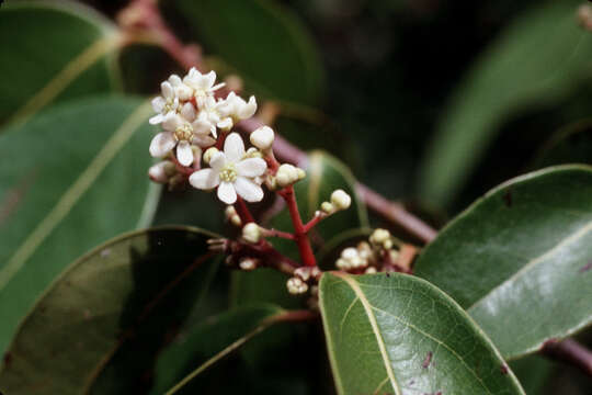 Image de Nectandra coriacea (Sw.) Griseb.