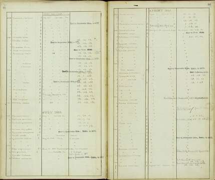 Plancia ëd Caprimulgus carolinensis J. F. Gmelin 1789