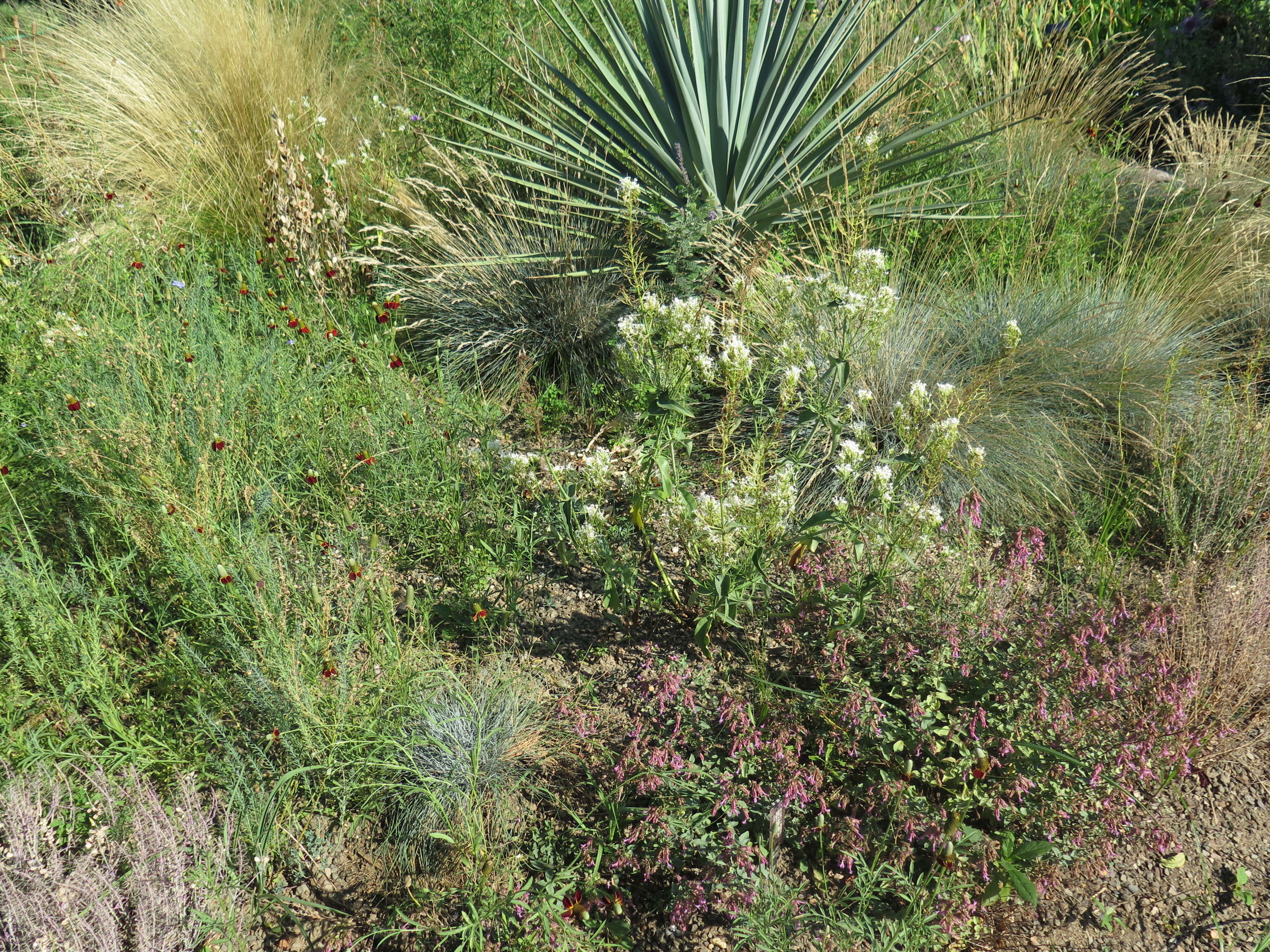 Image of Red Valerian