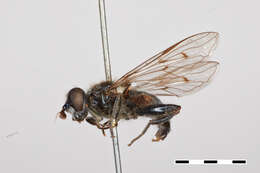 Image of Chalcosyrphus metallifer (Bigot 1884)