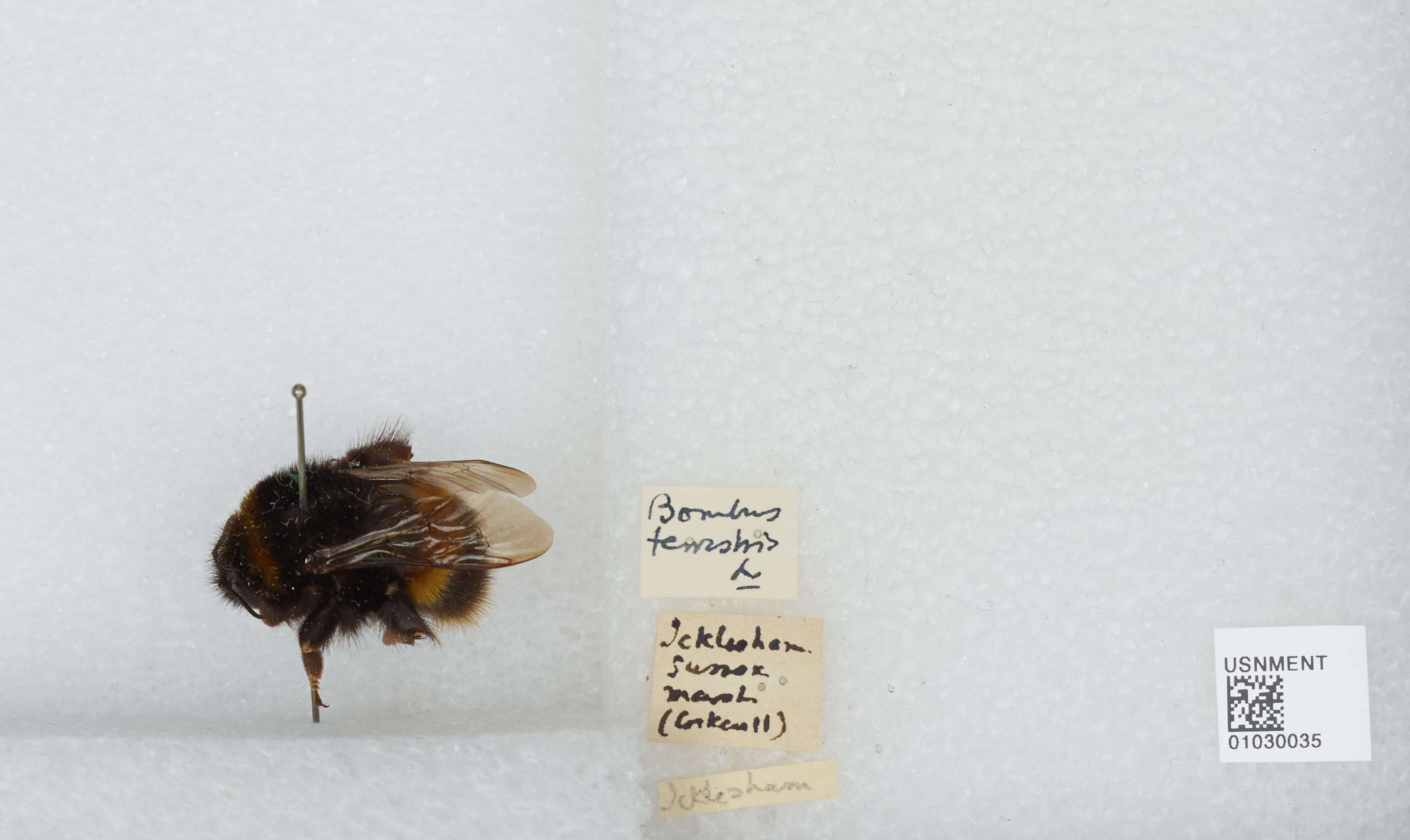 Image of Buff-tailed bumblebee