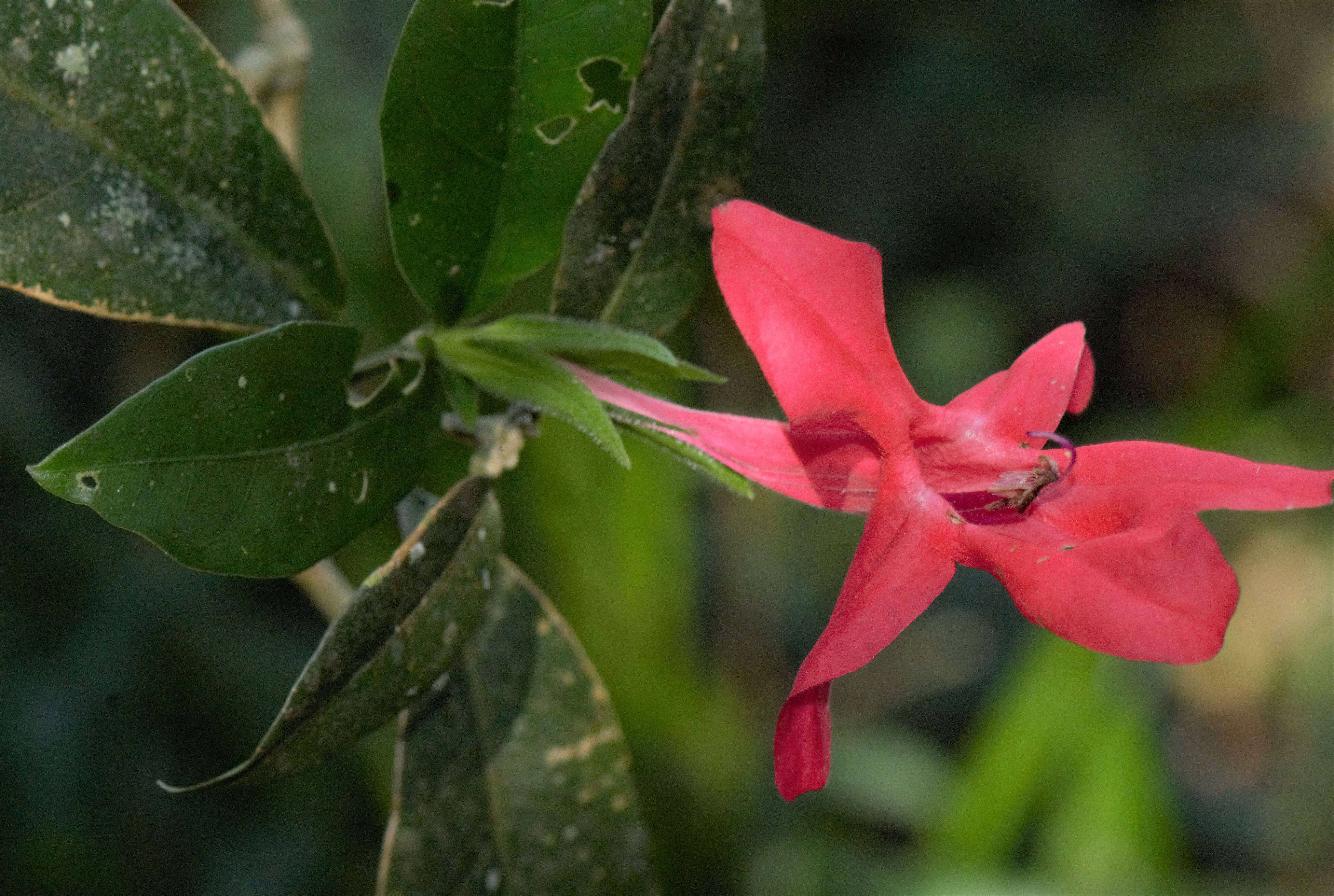 Image of Ruellia affinis (Schrad.) Lindau