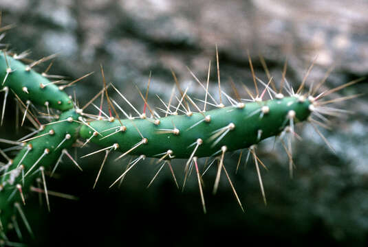 Image of Roving Pricklypear