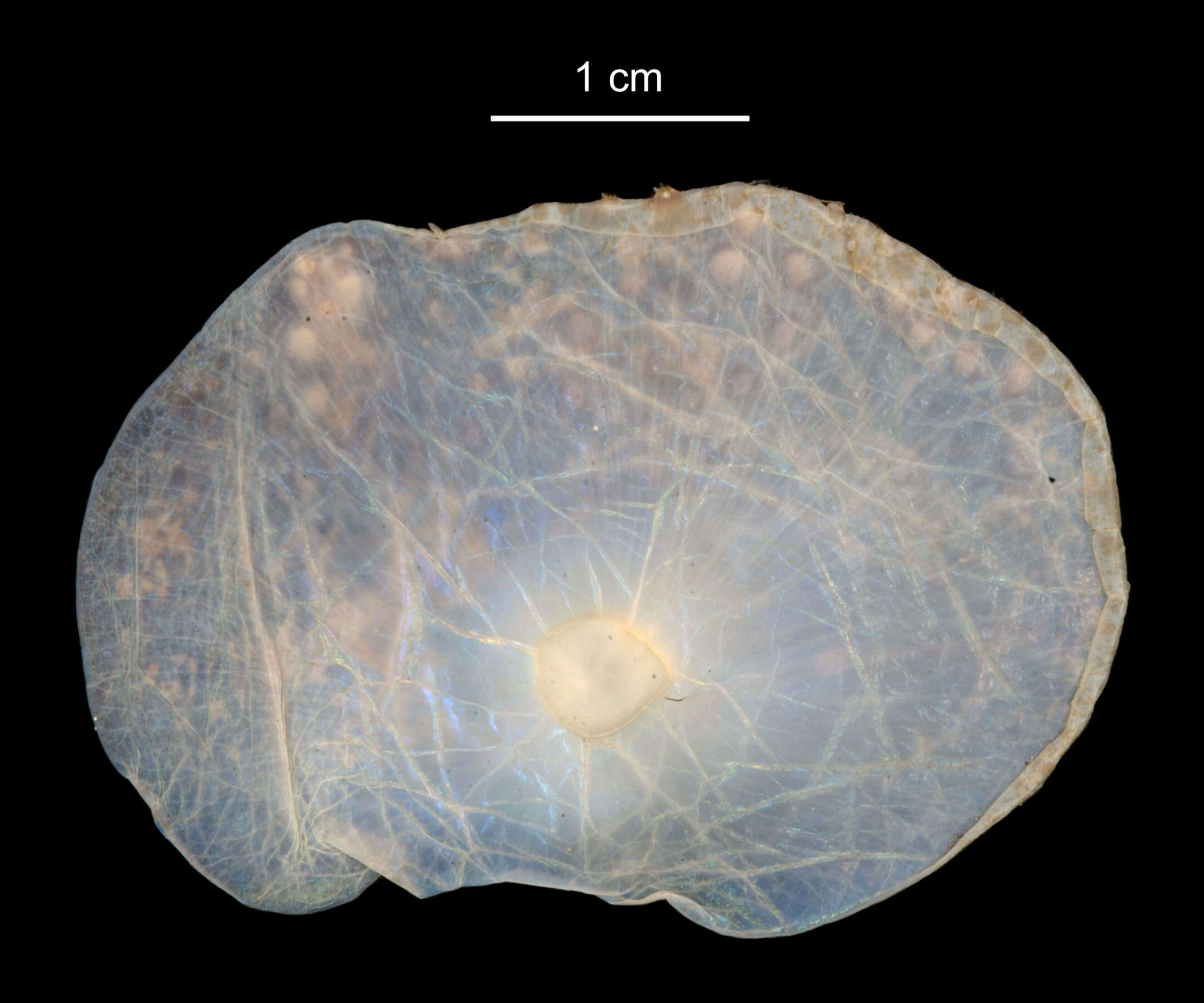 Image of Eulagisca uschakovi Pettibone 1997