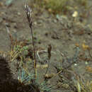 Слика од Leymus erianthus (Phil.) Dubc.