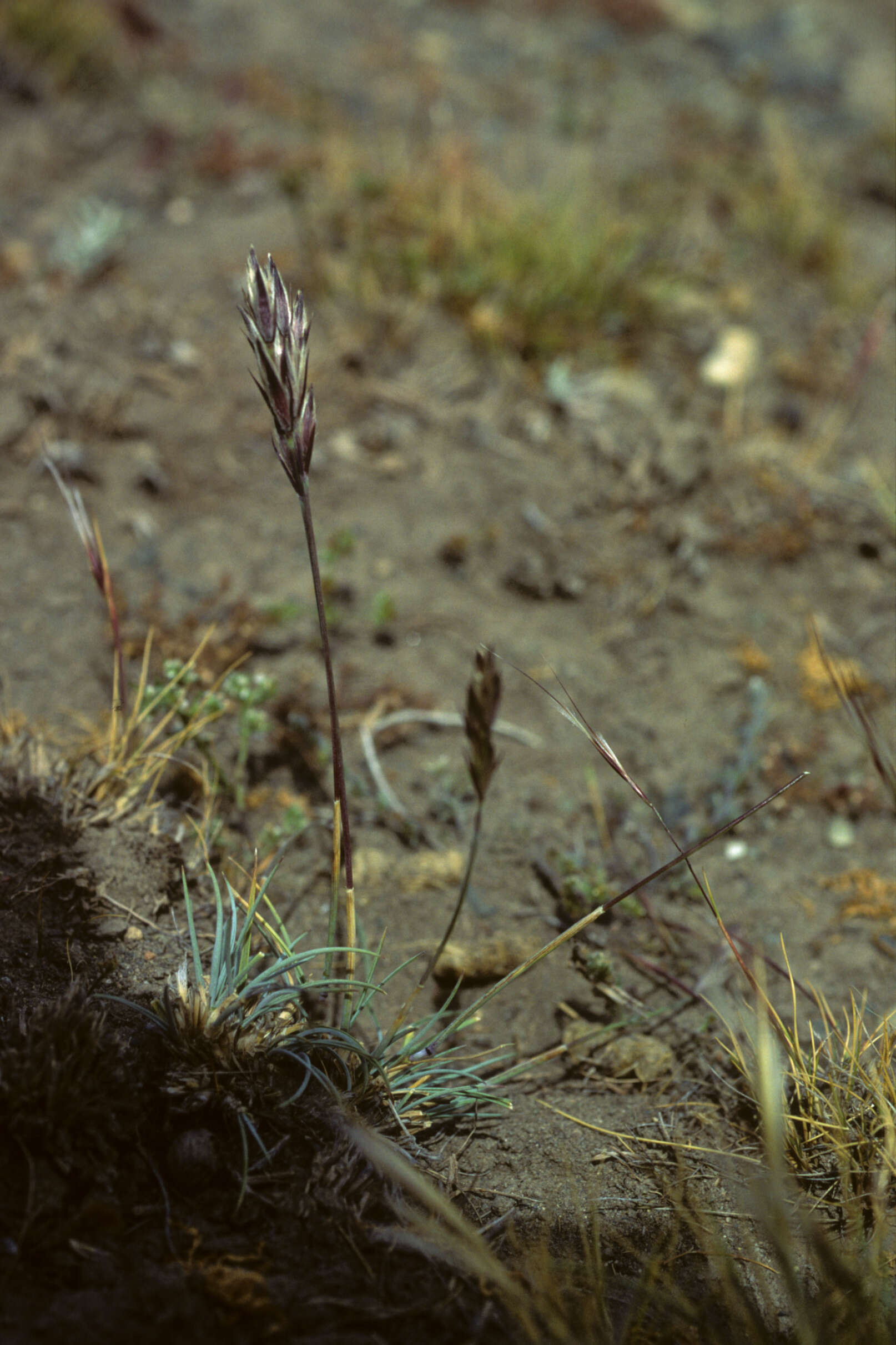 Image of Leymus erianthus (Phil.) Dubc.