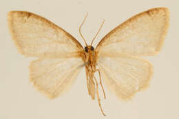 Plancia ëd Microxydia vestigiata Dognin 1913