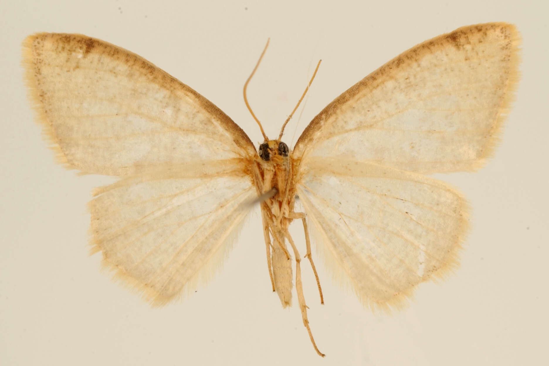 Image of Microxydia vestigiata Dognin 1913