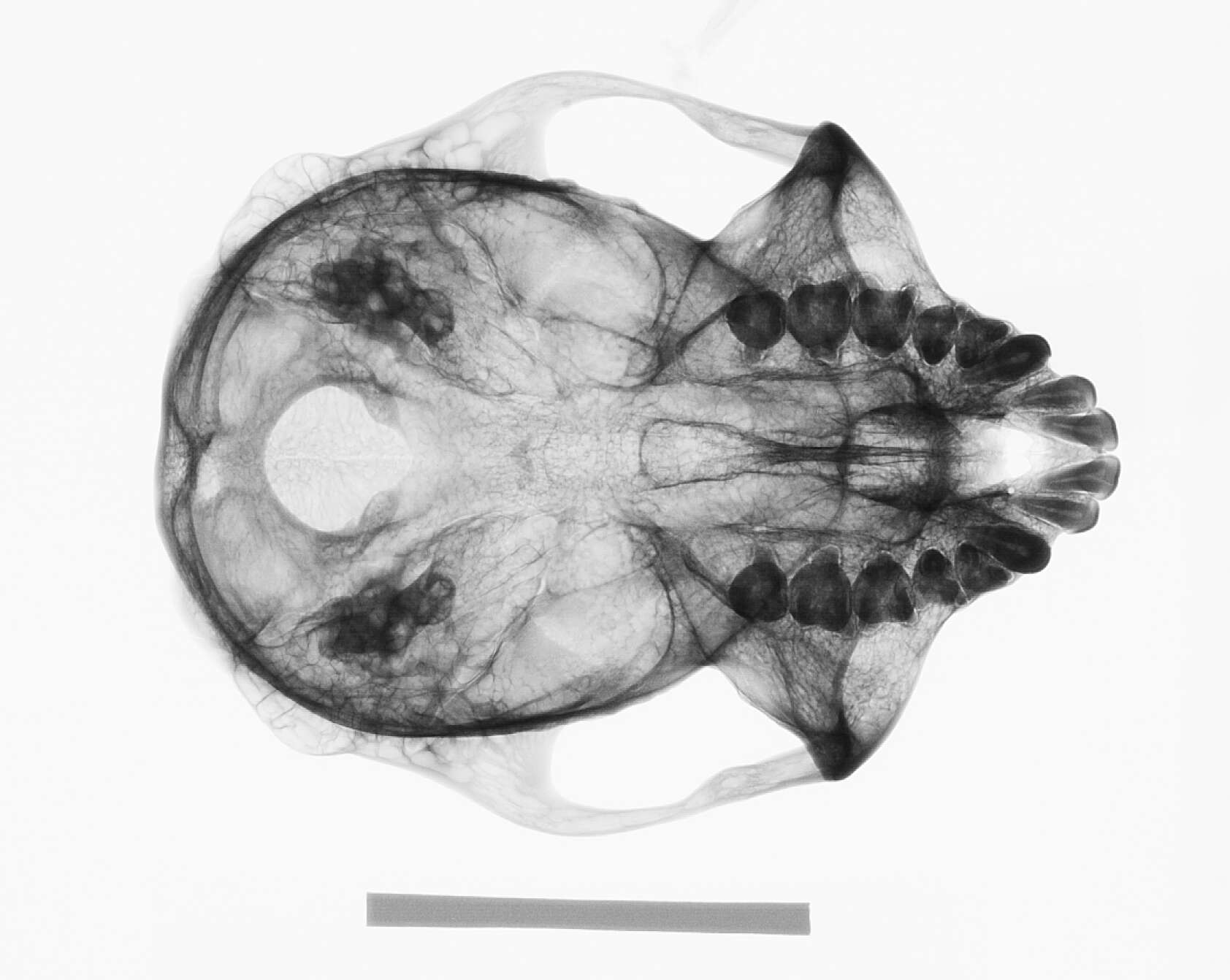 Image of Trachypithecus cristatus cristatus (Raffles 1821)