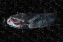 Image of cigar pteropod