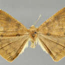 Image of <i>Ira malchusaria</i> Schaus
