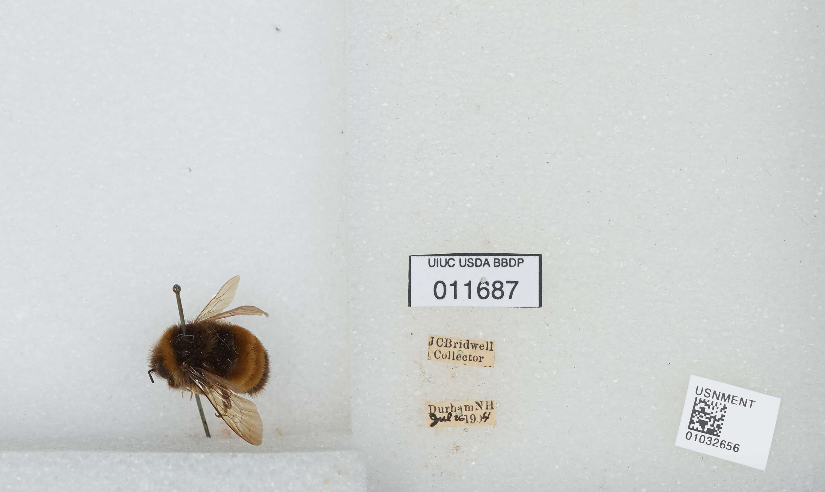 Image of Yellow-banded Bumblebee