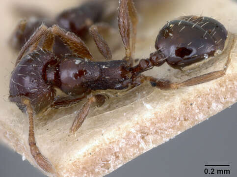 Image of Pheidole ceres tepaneca Wheeler 1914