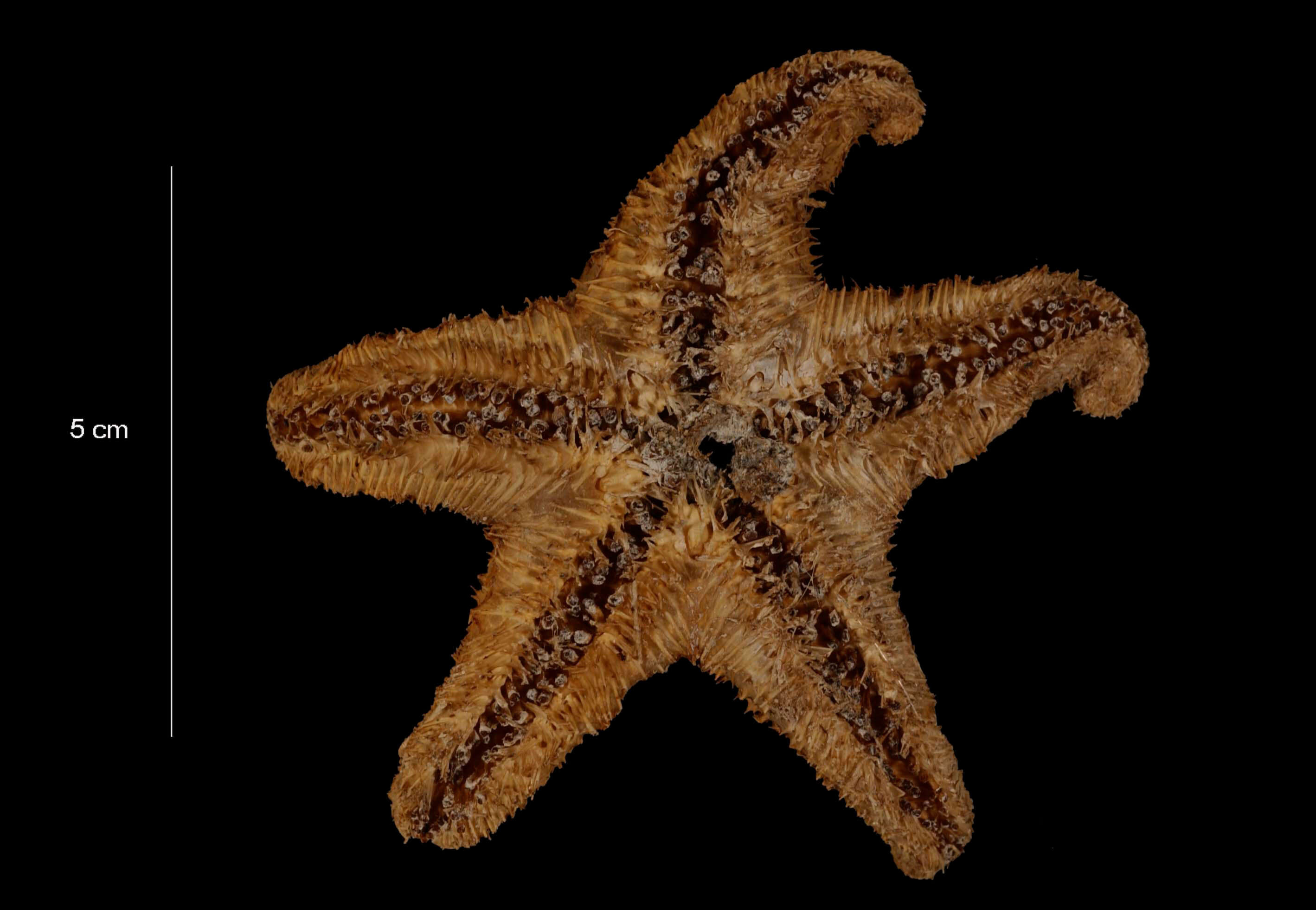 <i>Pteraster <i>affinis</i></i> affinis resmi