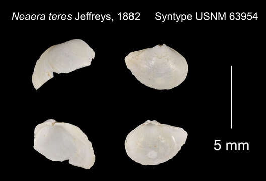 Image of Rhinoclama teres (Jeffreys 1882)