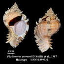 Image of Phyllonotus eversoni (D' Attilio, B. W. Myers & Shasky 1987)