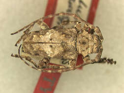 Image of Idactus rusticus Aurivillius 1916