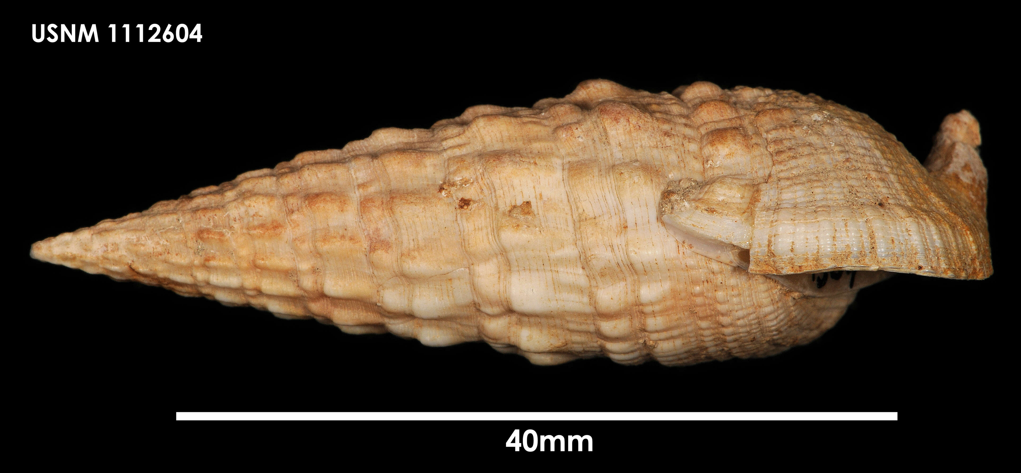 Image of Cerithioclava Olsson & Harbison 1953