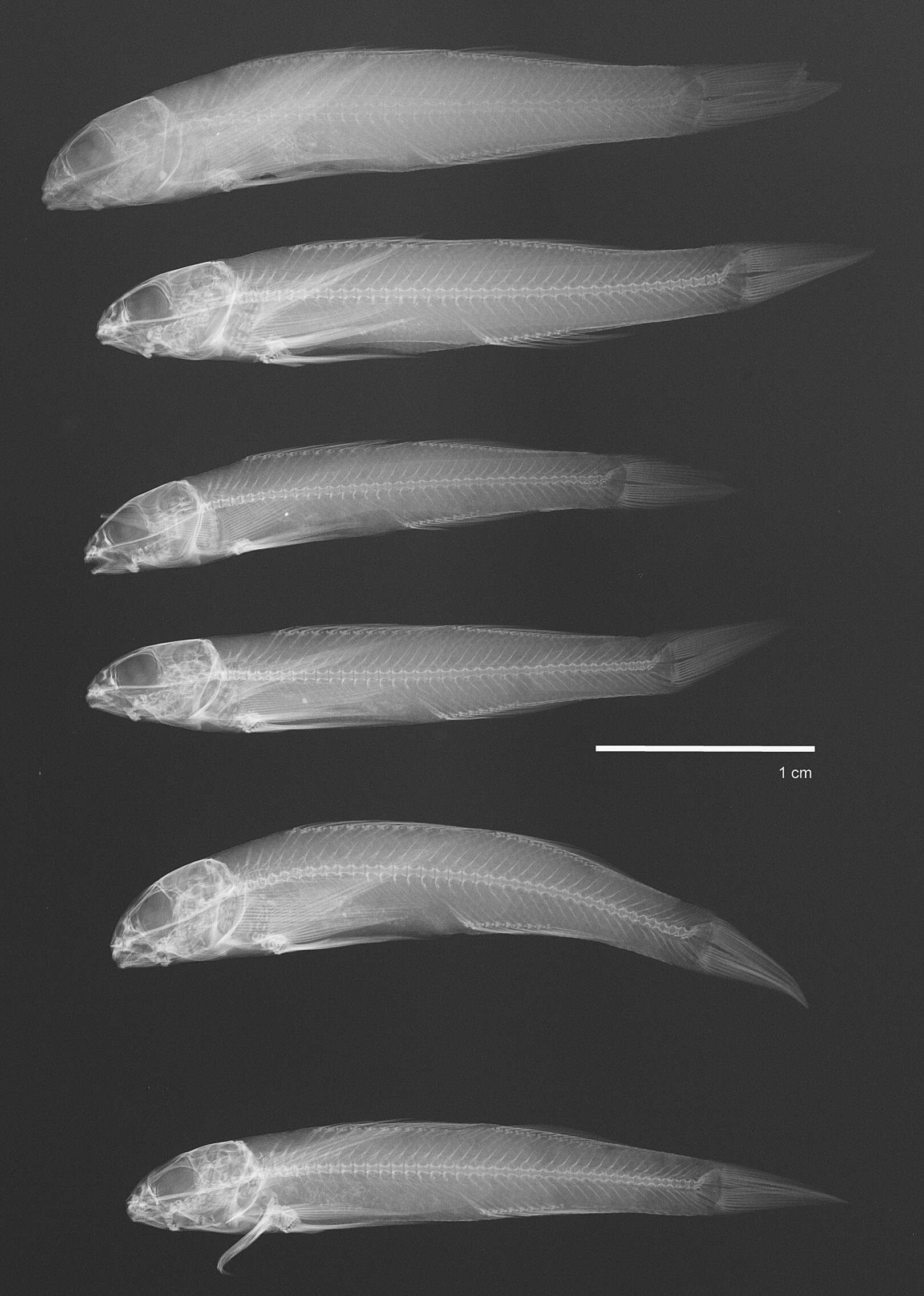 Image de Etheostoma rupestre Gilbert & Swain 1887